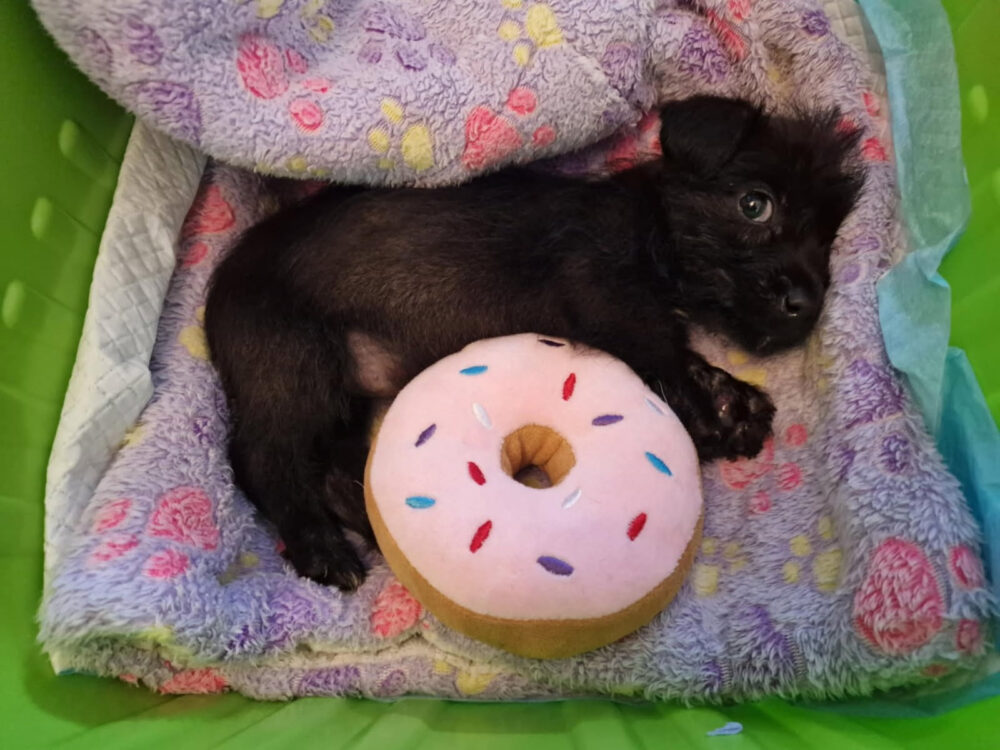 Animal abandonment on the rise across Wales ahead of ‘grim’ Winter