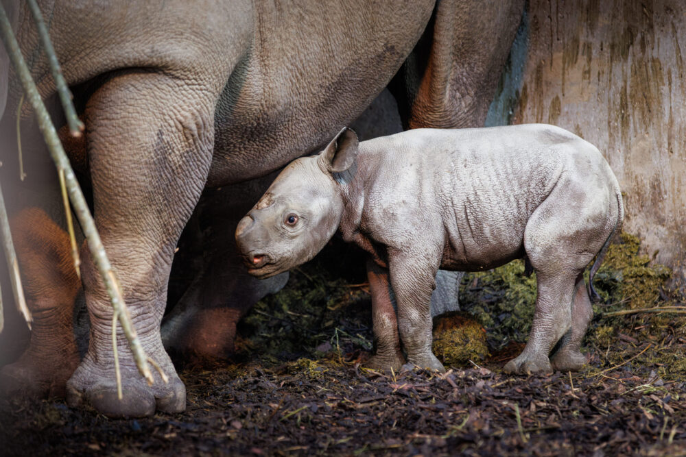 Welsh zoo announces birth of rare baby rhino