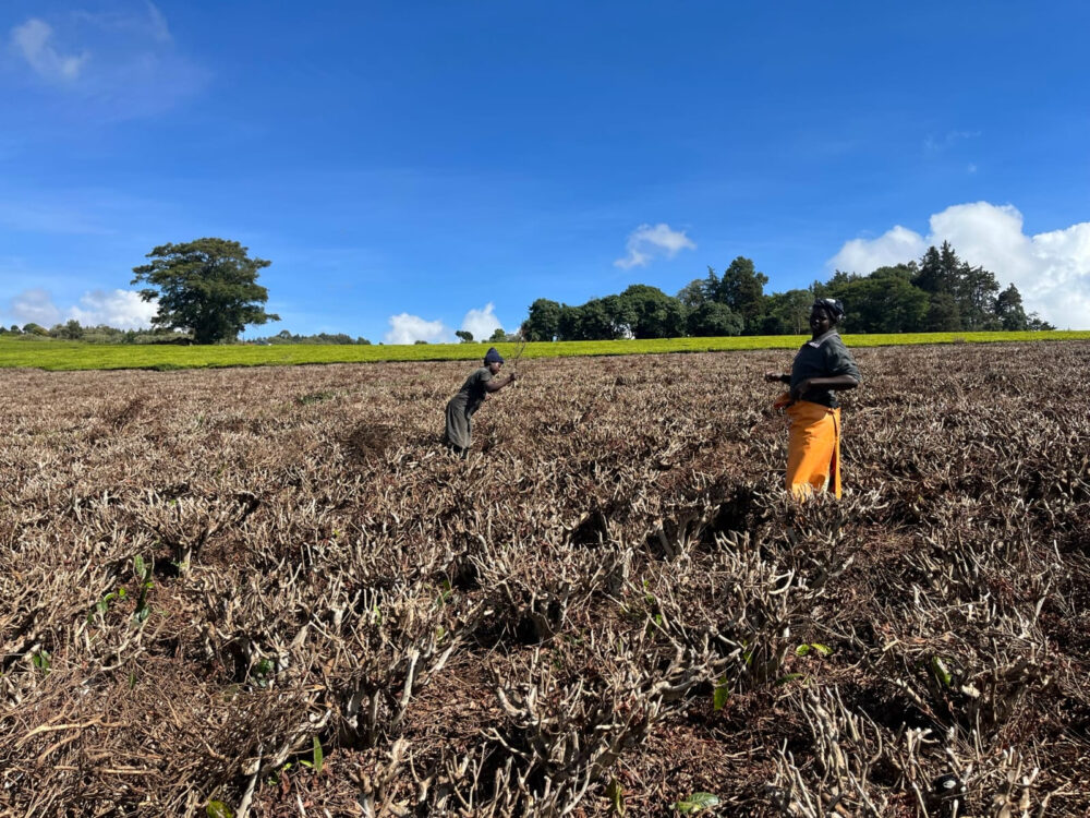 Welsh technology helping turn Kenya tea waste into clean energy and fertiliser