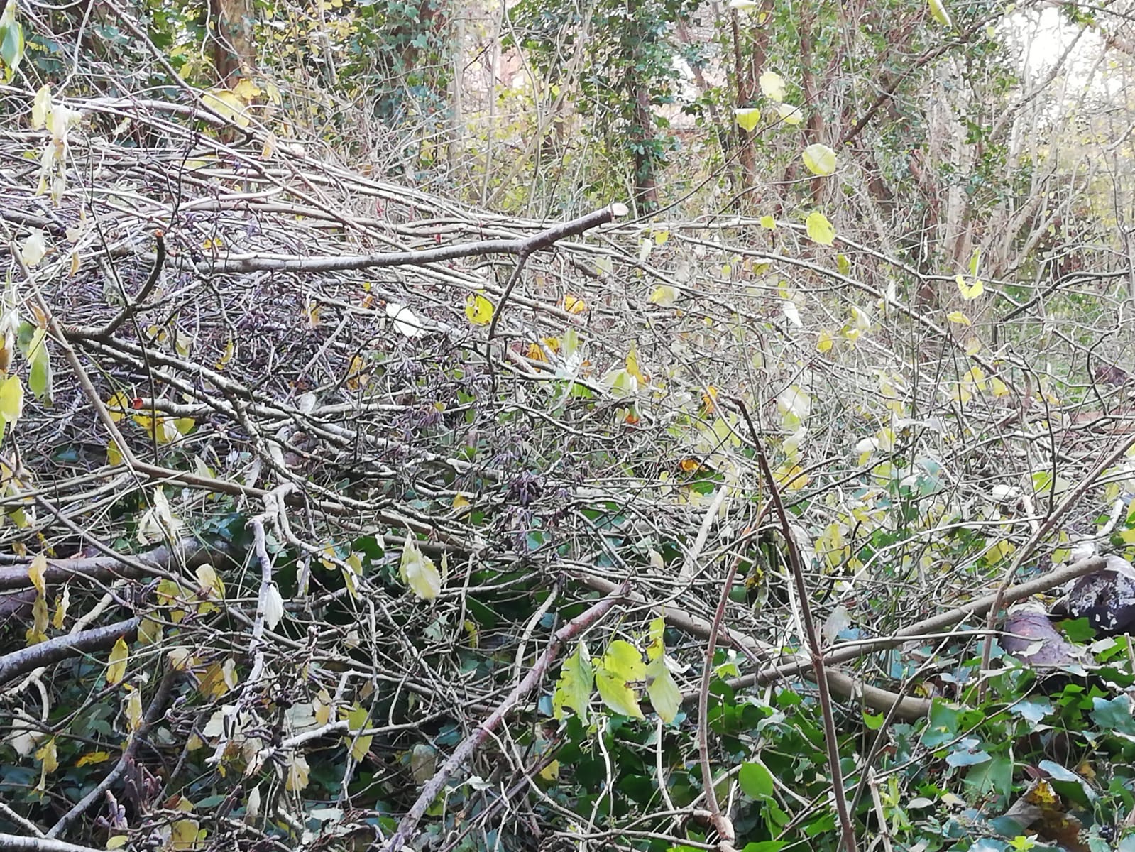 Council destroy local woodland to prove their commitment to the environment
