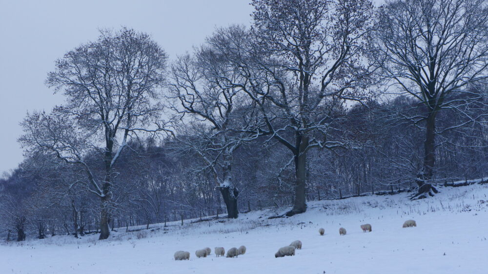 Snowy start to 2026 as weather warnings issued across Wales