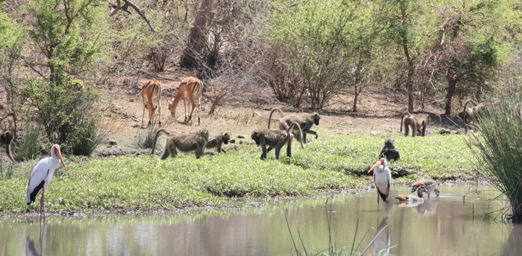 Sub-Saharan Africa has lost up to half of its primates – new study