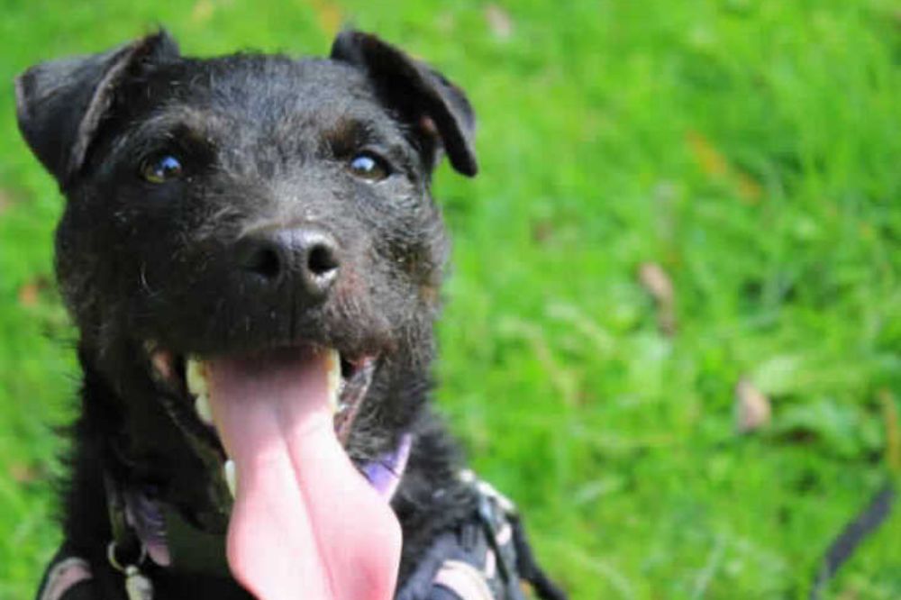 Animals ‘starving behind closed doors’: Warning as pet neglect rises in 14% in Wales