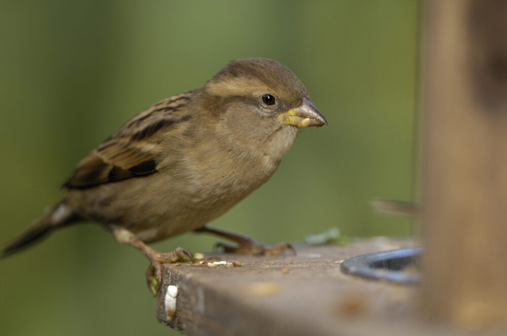 Cold weather in Europe could mean bumper year for migratory birds in Welsh gardens