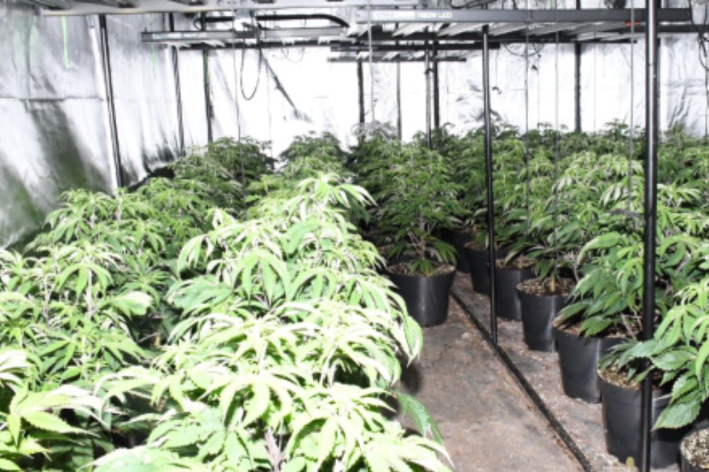 Size of cannabis farms in north Wales jumps 138%