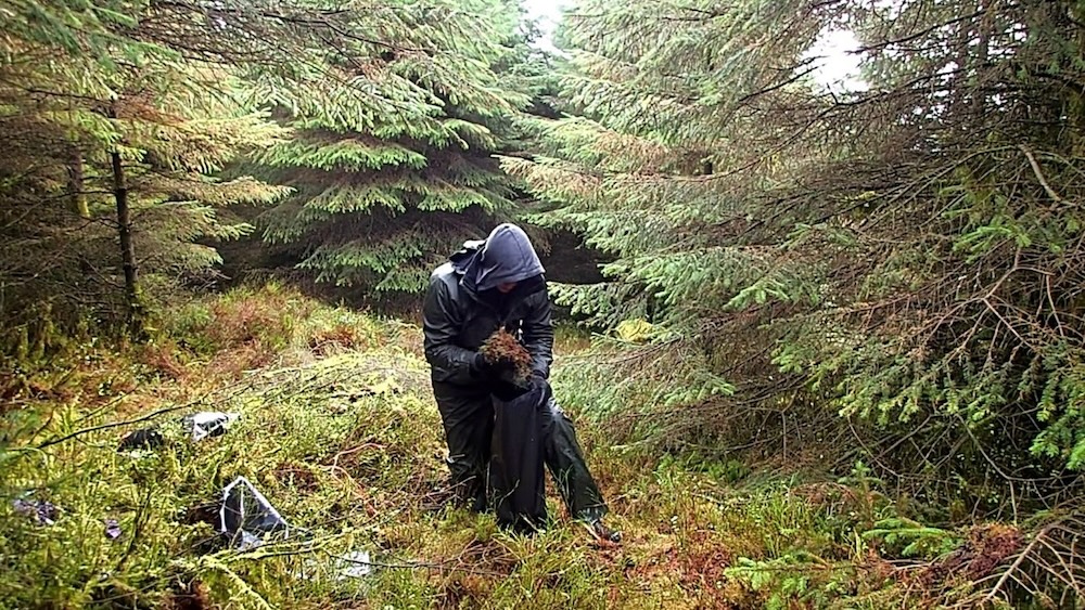 Research uncovers how Wales sustains little-known commercial moss picking industry