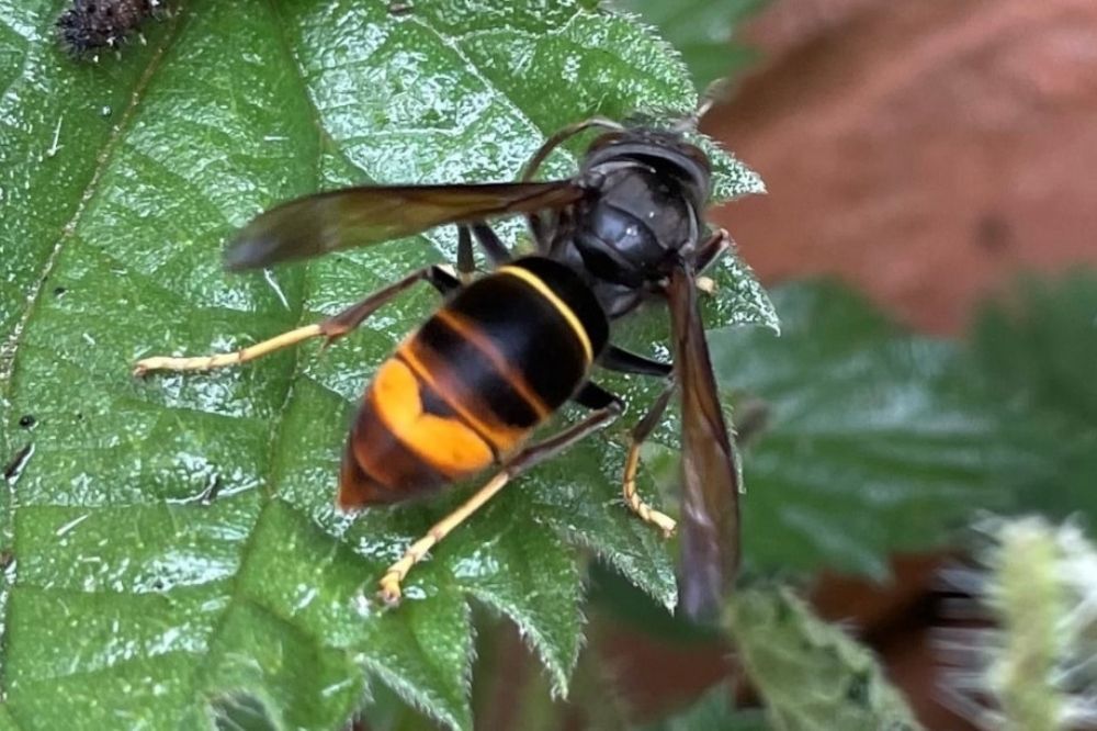 Warning issued after first yellow-legged hornet nest found in Wales