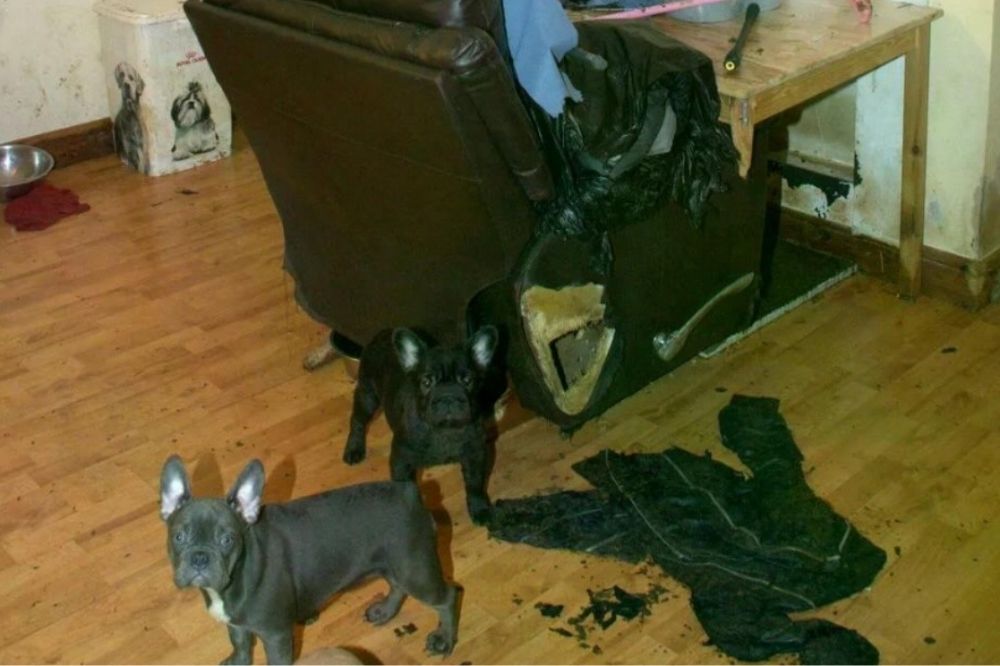 Puppy farm owners sentenced after multiple dogs found in freezer