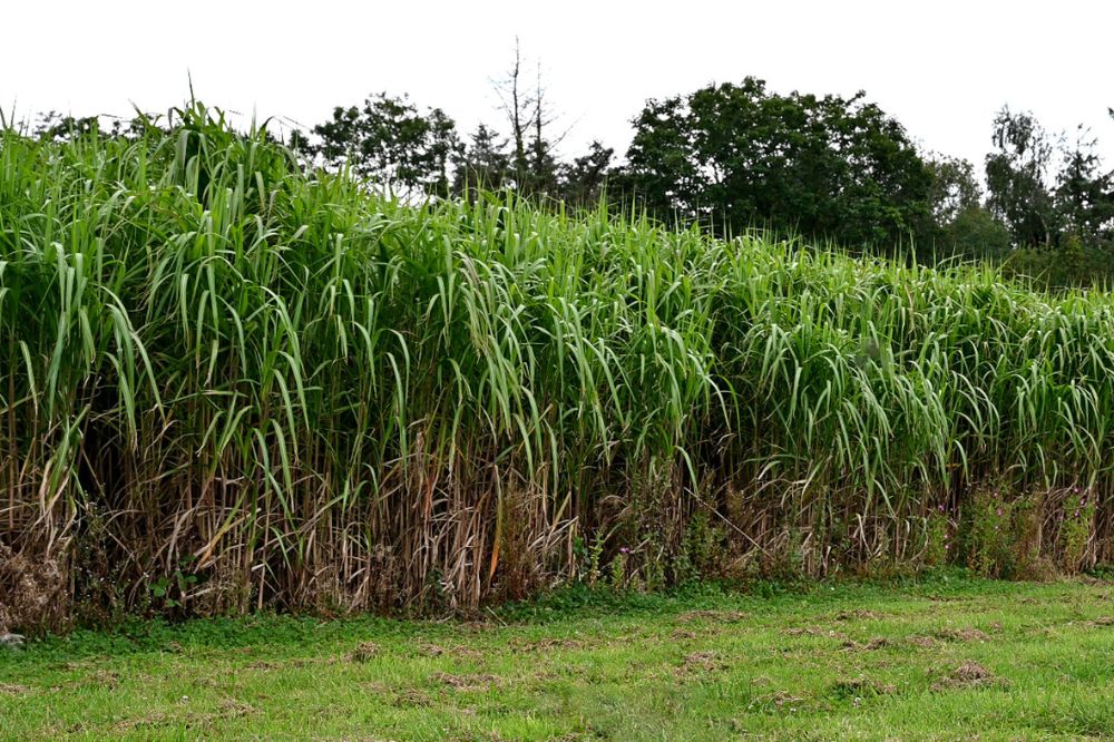 Welsh university makes plant discovery that could help tackle climate change