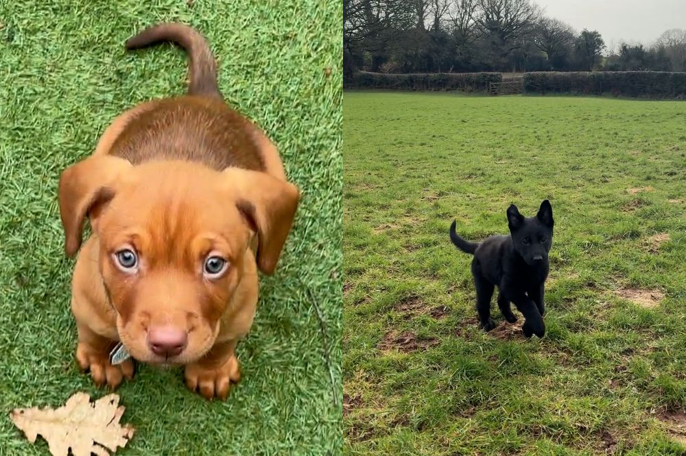 £1 million in continued funding to strengthen animal welfare in Wales