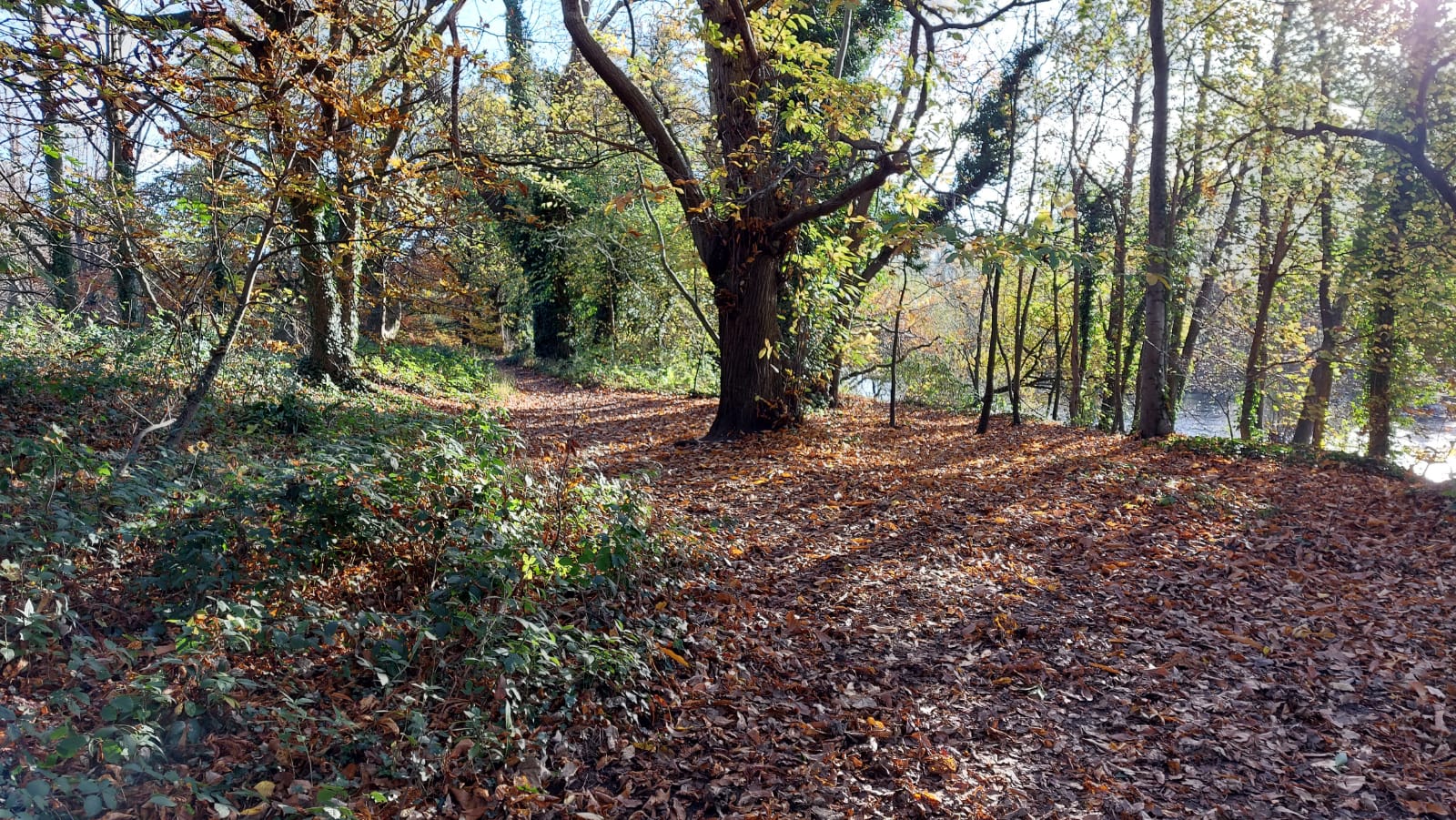 Work to improve Cardiff’s woodland to begin as part of National Forest bid