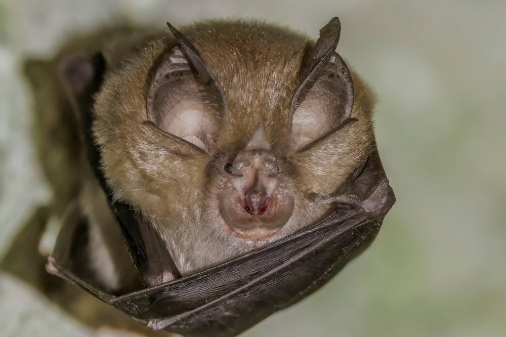 Plans approved for tower to protect rare bat species