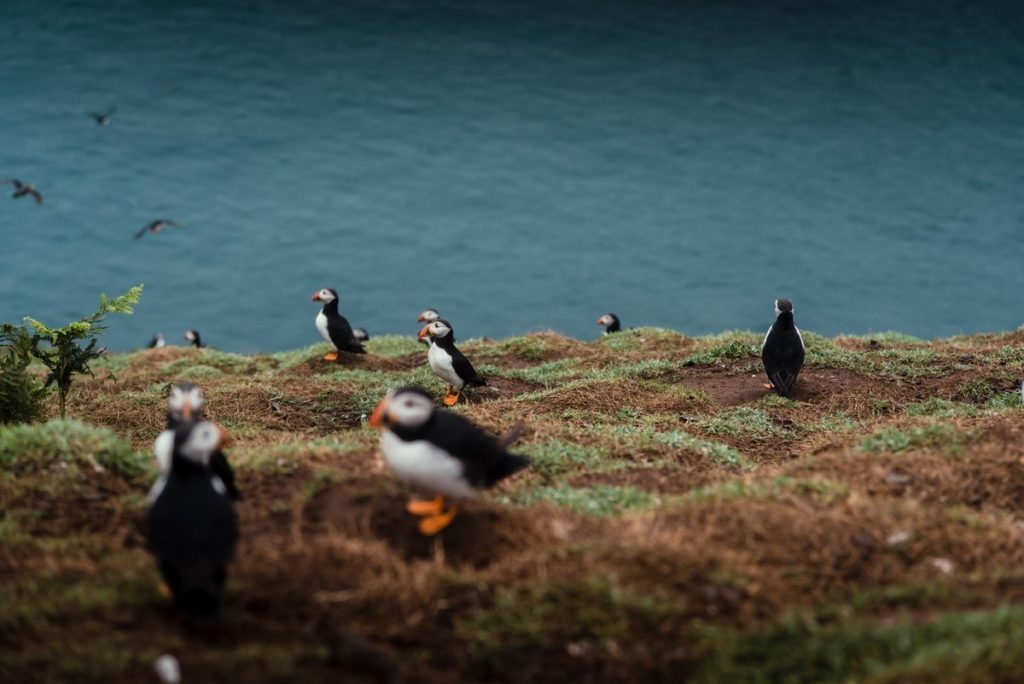 Watch: Livestream cameras from puffin haven Skomer