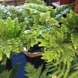 polypodium-cambricum.jpeg