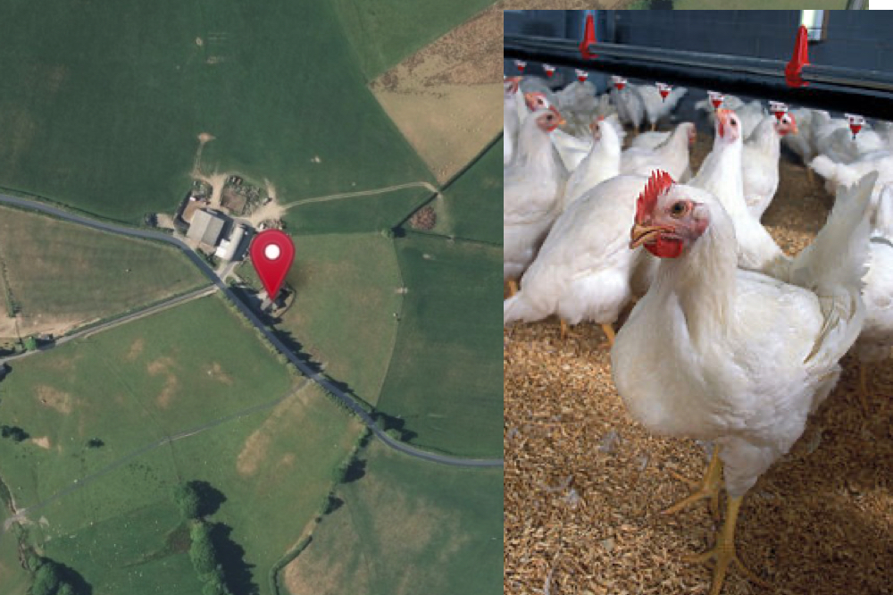 Welsh Government Contemplate Calling In Plans For Chicken Farm Near 