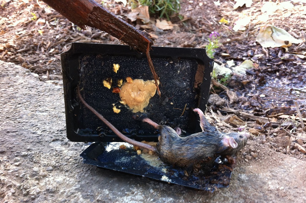 Why Aren't Your Rat Traps Working? - ABC Home & Commercial Services Blog