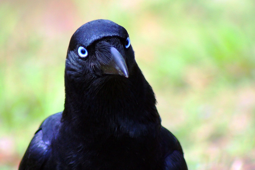A blue eyed crow with iridescent blue-black feathers, staring at a point just beyond the photographer