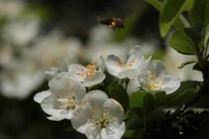 A honey bee with golden pllen bags hovers above a cluster of white apple blossom flowers, with yellow stamens, and green leaves