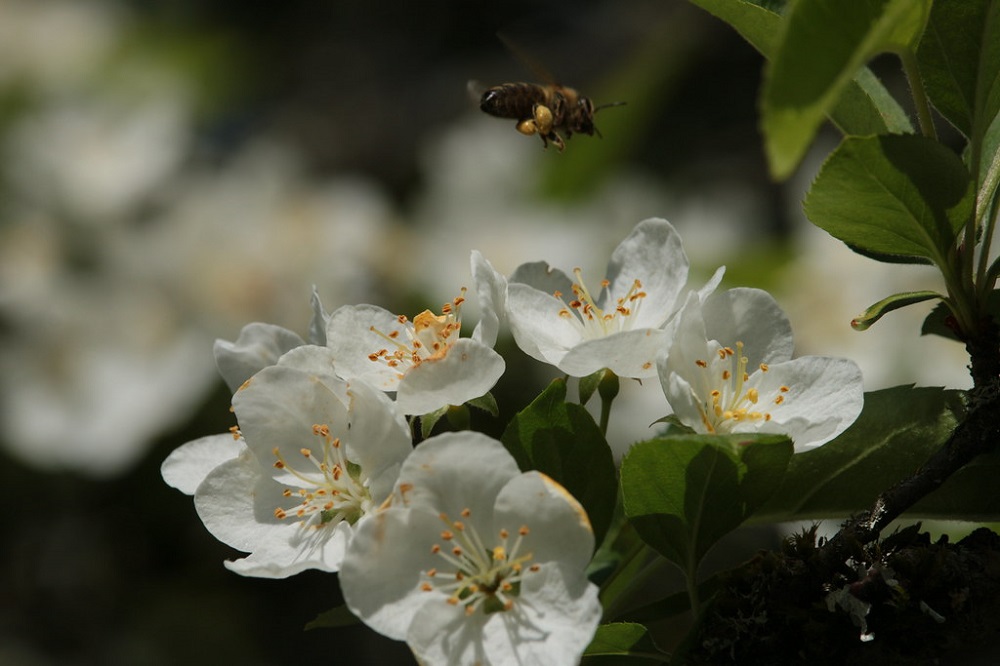 A honey bee with golden pllen bags hovers above a cluster of white apple blossom flowers, with yellow stamens, and green leaves