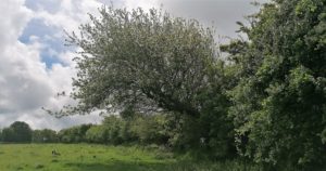 A green field with a long ancient hedge receding into the distance. Midway along the hedge a large old blossoming apple tree with a thick black trunk overhangs the field, casting a shadow on the ground