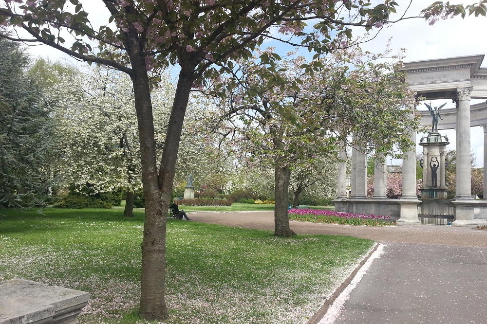 Council chops down trees which were ‘providing cover’ for antisocial ...