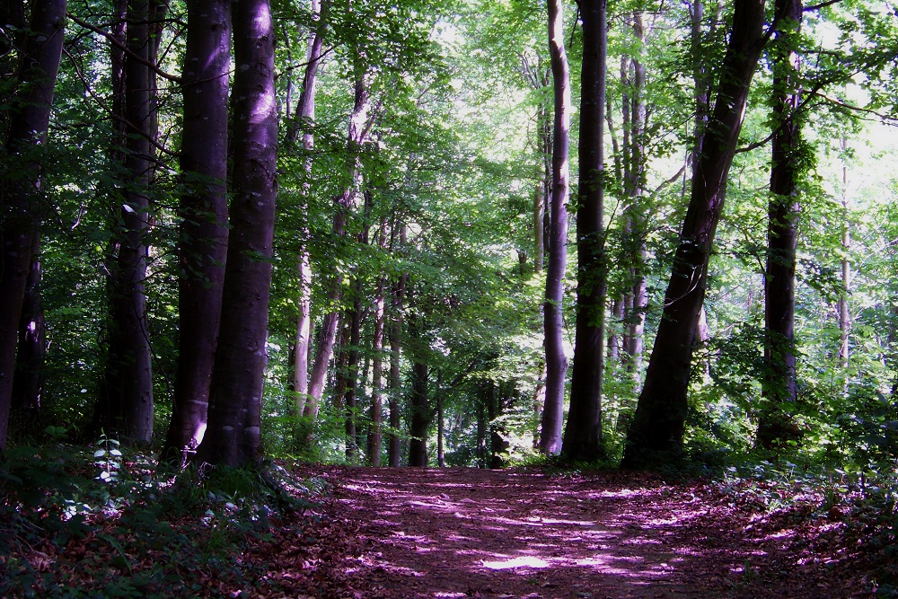 Residents hit out as off-road bikers cause havoc in ancient woodland 