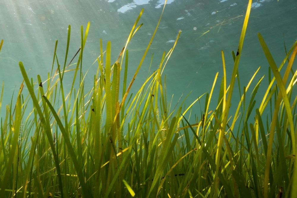 Seagrass protection and restoration project launched