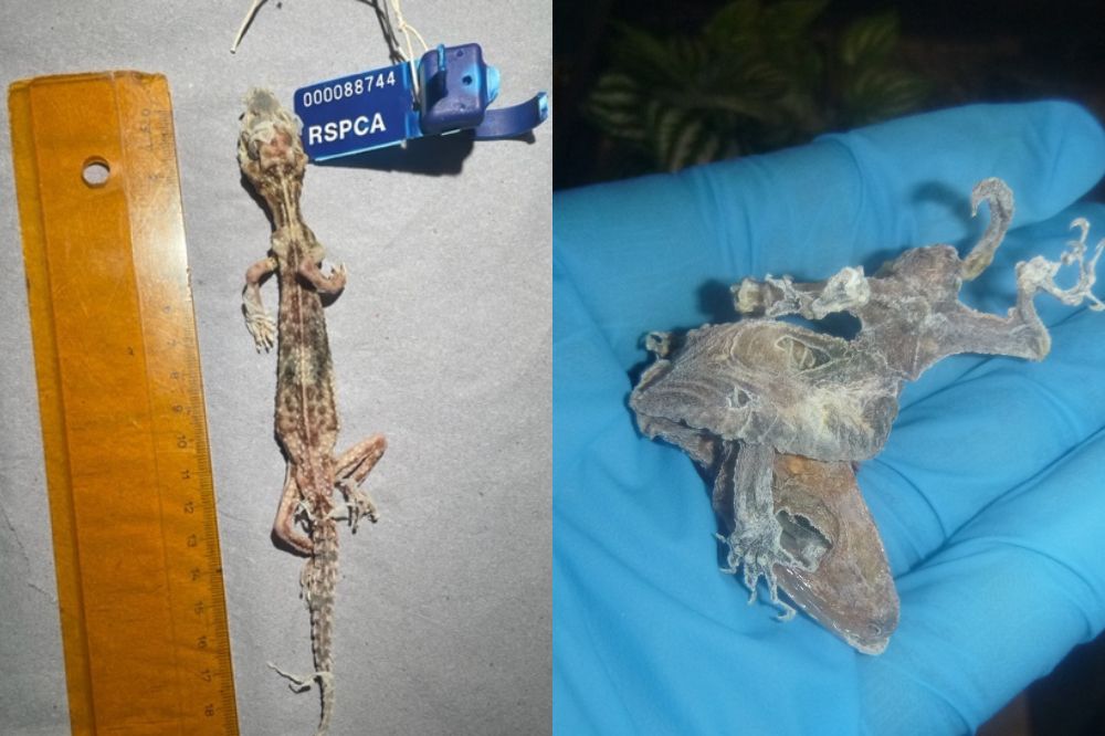 Carmarthenshire woman receives animal ban after causing suffering to reptiles