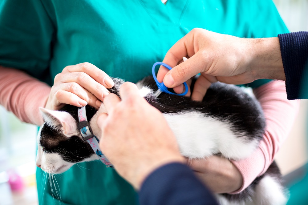 Rspca microchipping sales