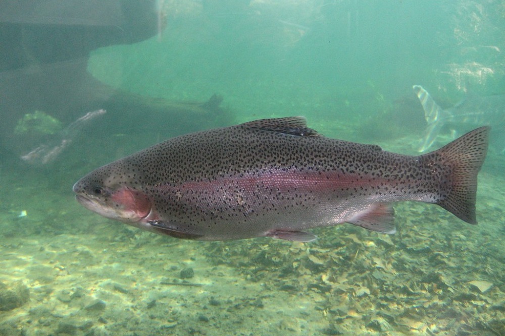 Invasive pink salmon set to arrive in the UK, and could threaten
