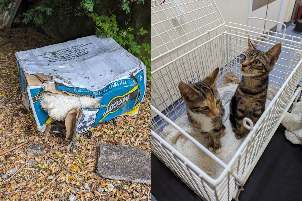 RSPCA Cymru issue appeal after cat and two kittens abandoned