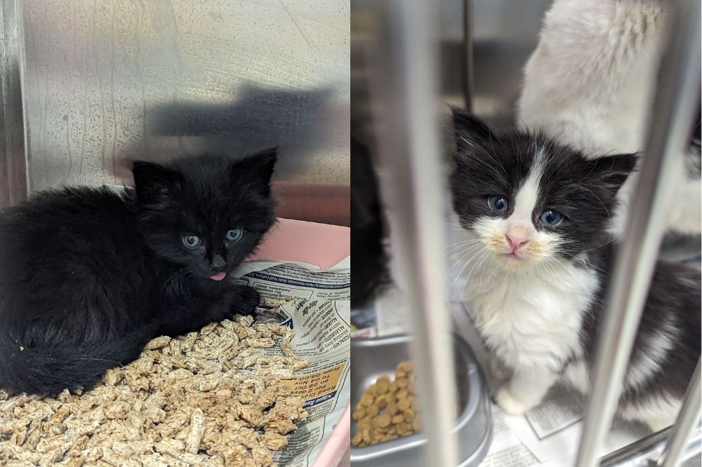 RSPCA Cymru issue appeal after kittens found dumped in carrier bag