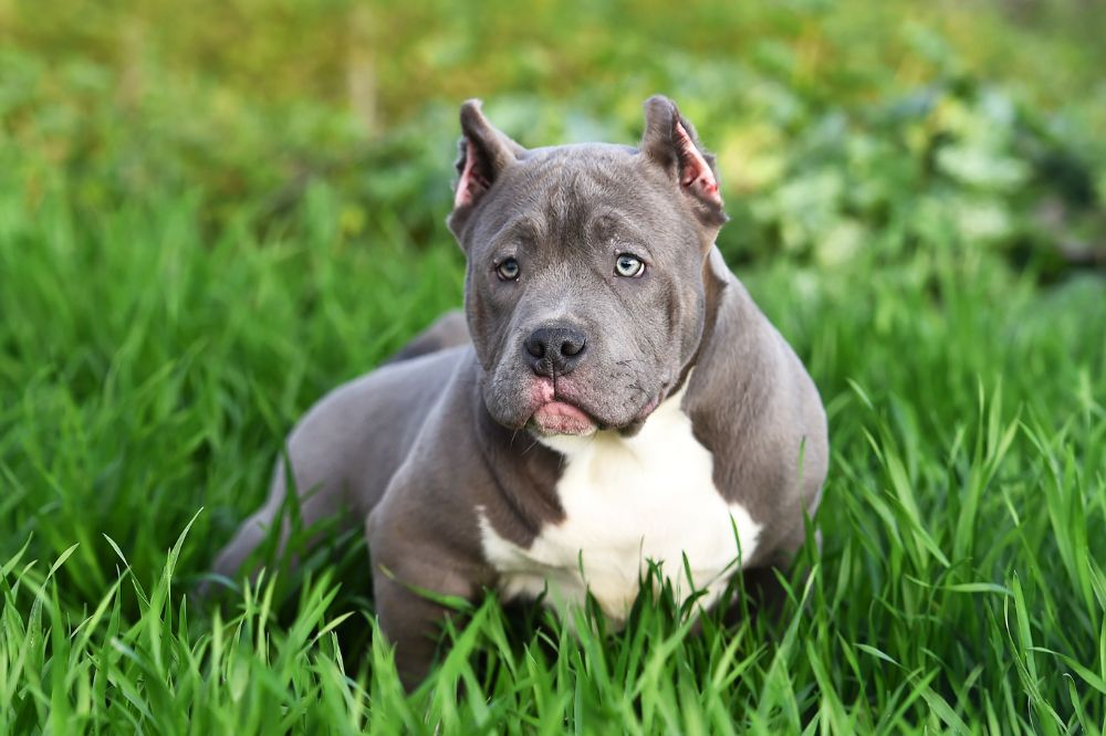 Welsh Government plan to ban American Bully XL
