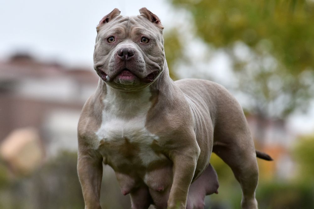 Dealers choice bully breed dog clearance food