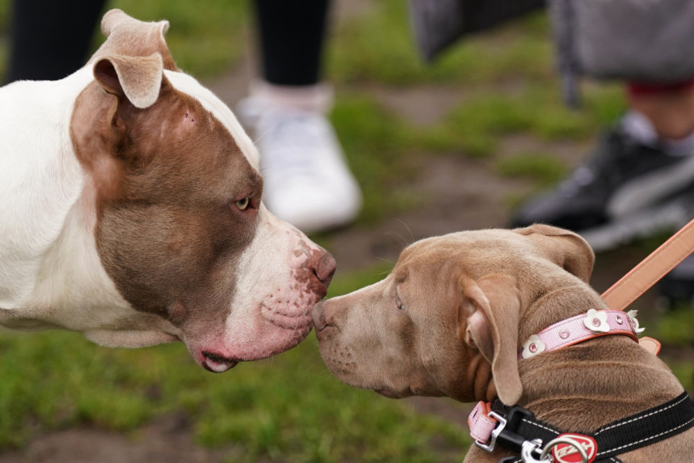 Are Bully Dogs Dangerous?