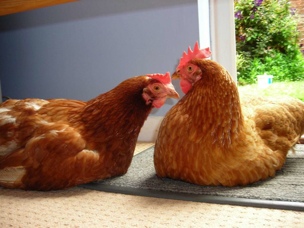 Egg labelling  British Hen Welfare Trust