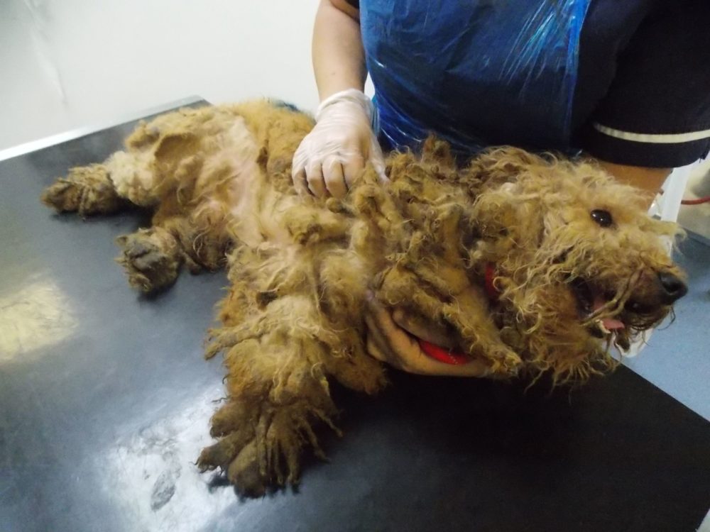 Another of the 30 dogs that had matted fur and various other issues such as urine scalding and fleas