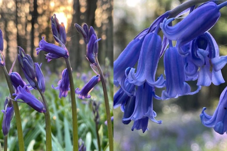 Poem: Clychau’r Gog (Bluebells) by R Williams Parry