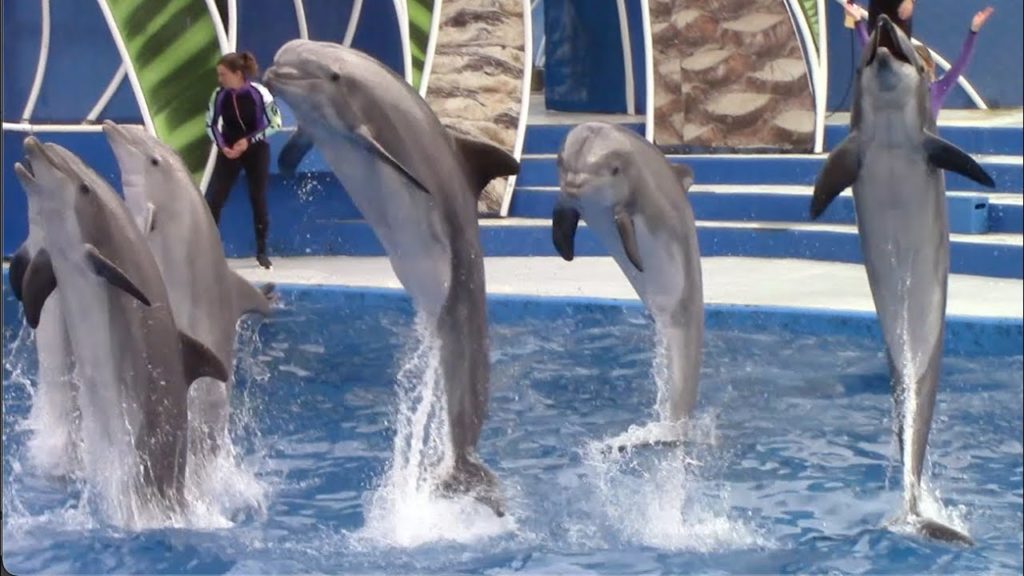 Summer holiday hell: Dolphins deserve better