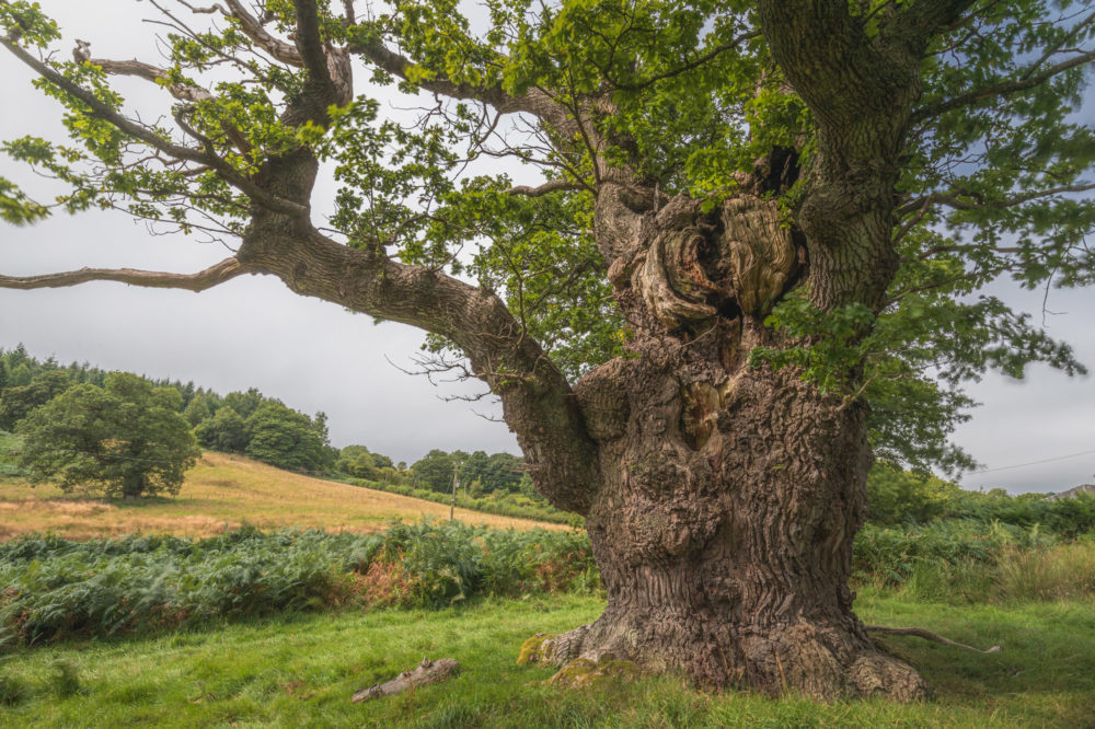 Ancient Gregynog oak represents Wales in British Tree of the Year competition