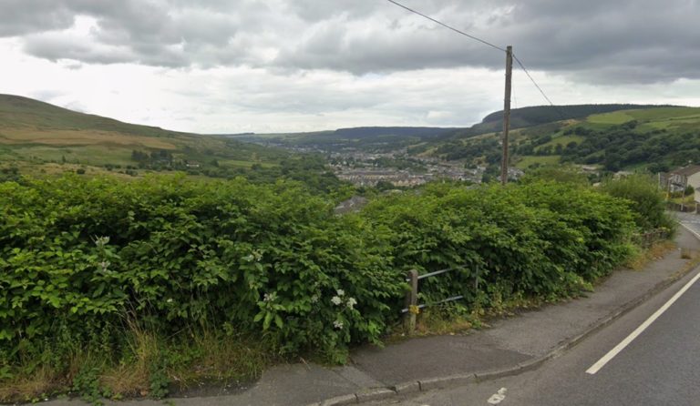 Curated visual reference: Chemical Free Methods For Detering Dogs Reference: First Use Of Chemical Free Method To Eradicate Japanese Knotweed