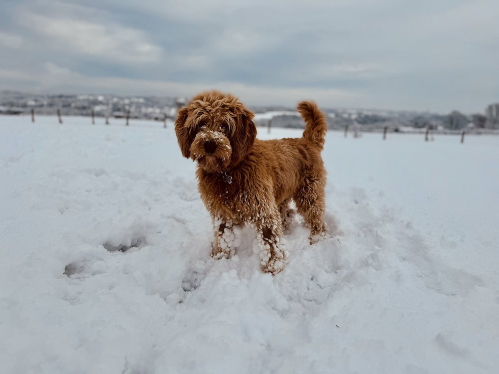 Dog in the snow. Mold, Flintshire (Credit: Kate Sturdy)