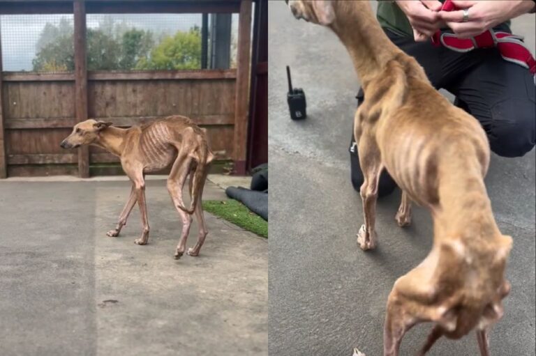 Malnourished dog found tied to a tree on golf course