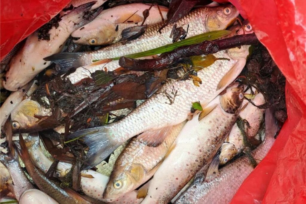 Investigation launched after hundreds of fish found dead in Welsh stream