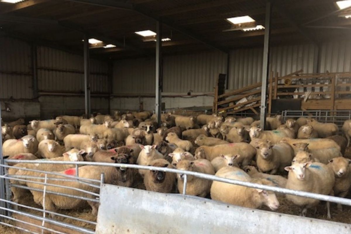 Plans for sheep milk gin distillery building rejected by planners